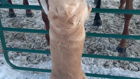 Golden Retriever Befriends Horses