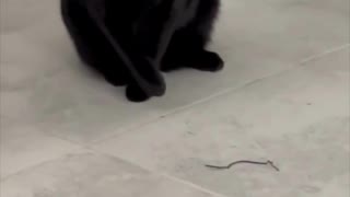 Adopting a Cat from a Shelter Vlog - Precious Piper Plays with a Twistie #shorts