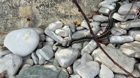 Coral reef snakes