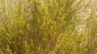 Rooibos ( Aspalathus linearis ) serve para ajuda a repor os sais minerais