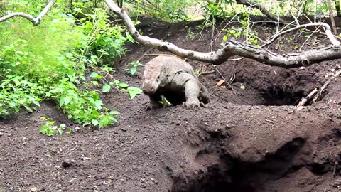 KOMODO | DRAGON | INDONESIA