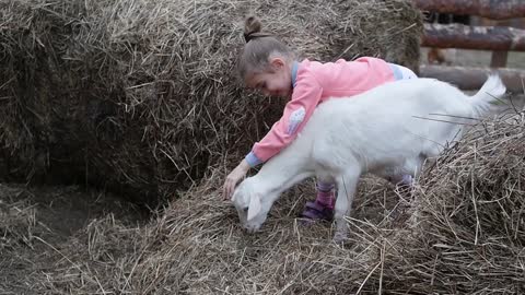 Cute baby girl feeding sheep and goat from her hands