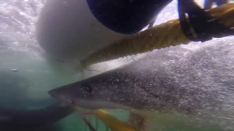 Great White Shark close call