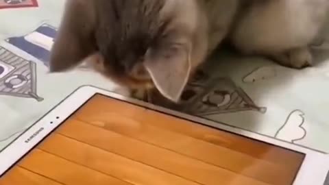 Funny cats