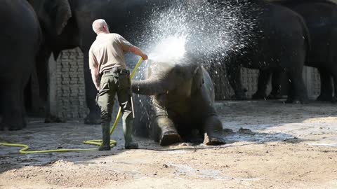 Elefante bebê toma banho com seu cuidadoso cuidador