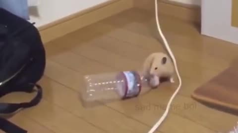 Hamster Dance mode