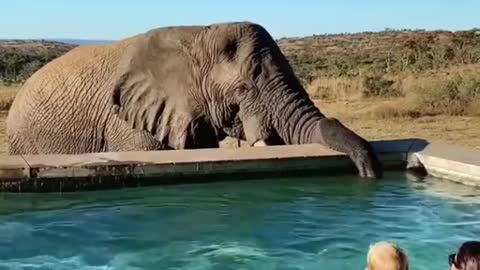 south Africa wild elephant in the pool