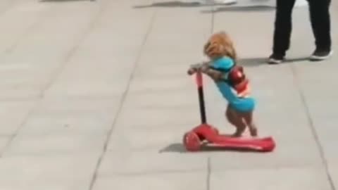 Funny dog video #shorts | Cute Dog | Dog Toddler Scooter In 2021 | Dog Riding Toddler Scooter 😂