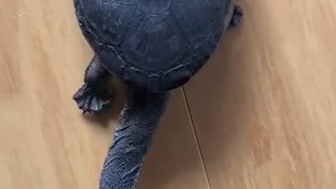 Different Kind Of Tortoise #shorts #viral #shortsvideo #video