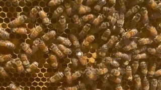 Hive 4 Queen Laying