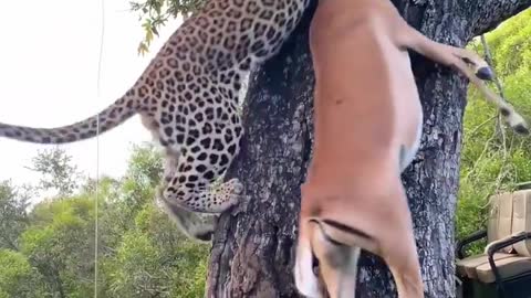 Unbelievable!!! A true strength of a jaguar