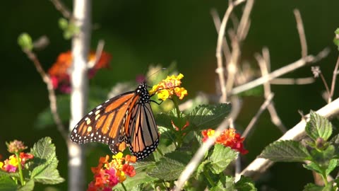 Monarch Butterfly Pays a Visit