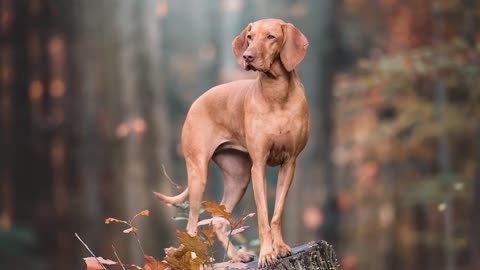 Wirehaired Vizsla - Top 10 Facts || --> Watch now