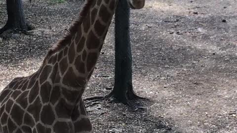 newly born giraffe vidéos 2021