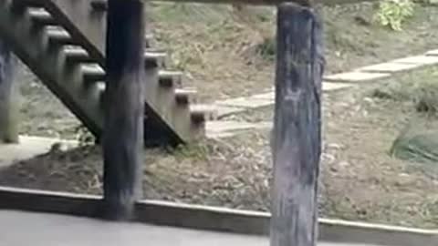 Cute panda eating bamboo in the park