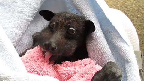 He s cranky rescued bat enjoys banana