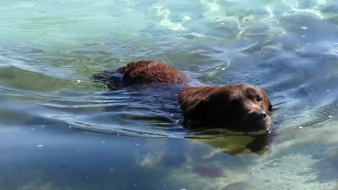 A dog swim in the river in a wonderful way