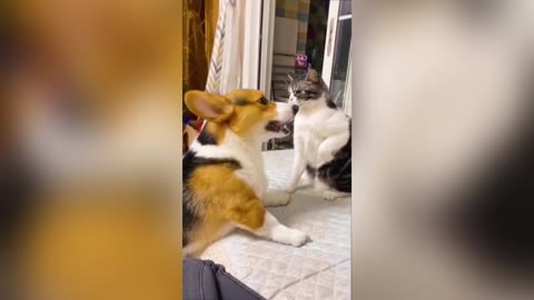 Cat and dog interesting fighting