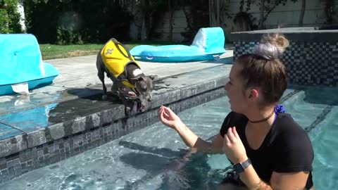 Use this technique the next time your teaching your dog how to swim