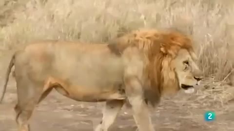 "Documental de Leones y hienas el Serengueti"