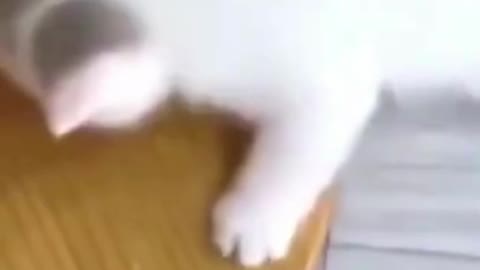 😸♥️🐙WATCH THE CAT AT THE END DO KARATE!😲😲🪱#Shorts