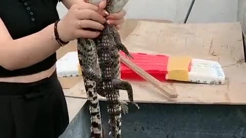 Cute Girl Playing With Child Crocodile 👇👇