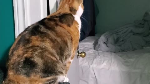 Cat leaps onto bed like a Superhero