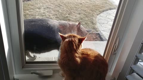 Spencer and the neighborhood Bully