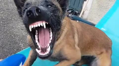 Malinois DANGER!!!! _scream__scream__scream_