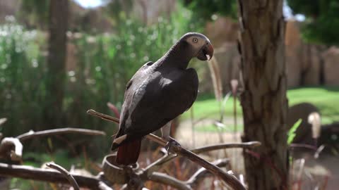 dashing black eagle