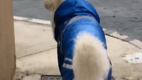 A golden retriever walking around in his raincoat