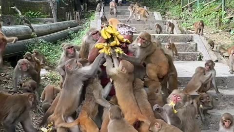 Monkeys Devour Bunches Of Bananas