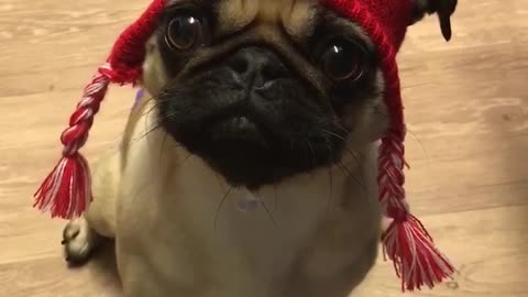 Pug wears hat that describes her perfectly