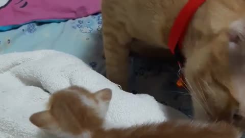 Big Brother Shows Kitten Where the Food Bowl Is