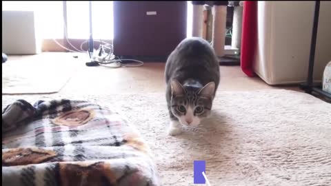 Funny Cats Dancing Video