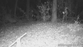 Bobcat Oct 27 2020