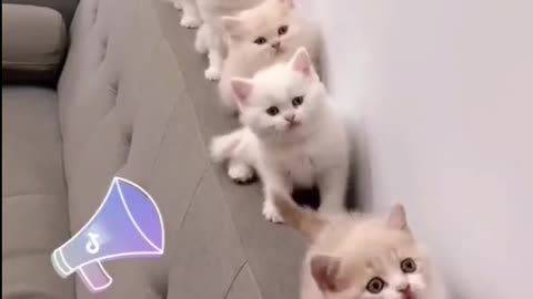 Very cute cats reaction on song to good