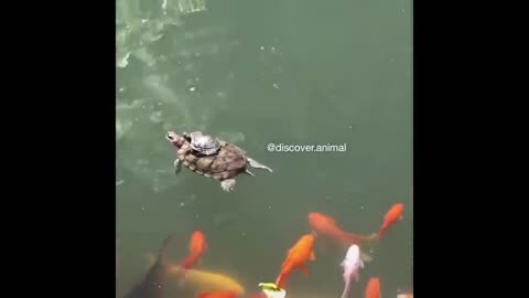 Baby animals playing.