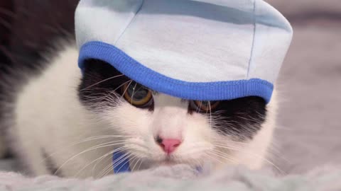 A cute cat wearing a hat