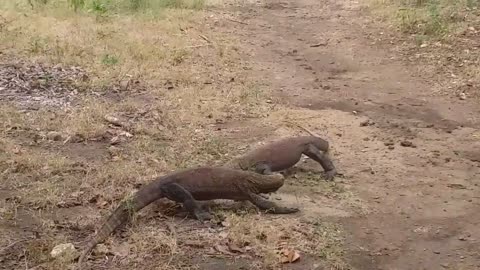 FUNNY JUVENILE KOMODO DRAGONS FIGHT