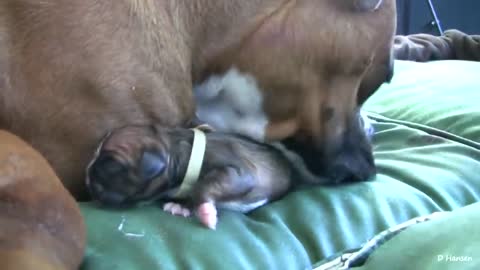 Dog Has Amazing Birth While Standing on just a moment