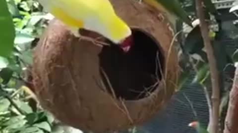 Babui bird's nest birds