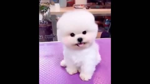 😍 Cute Baby Dogs – Lindos perritos bebes 😍 New Video 1