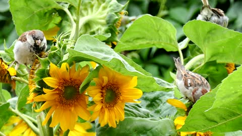 local braids in Egypt on sun flowers