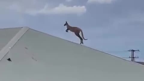 When Kangaru Try To Climb Roof 😂 || Meme 1