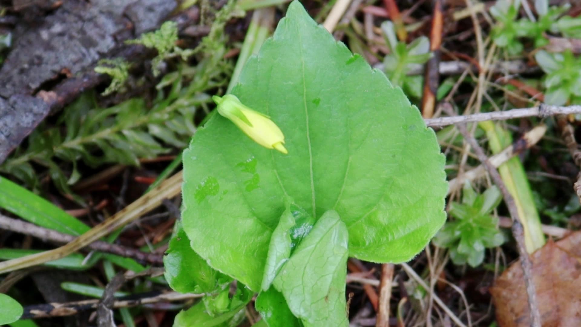 Steam Violet-Early Spring