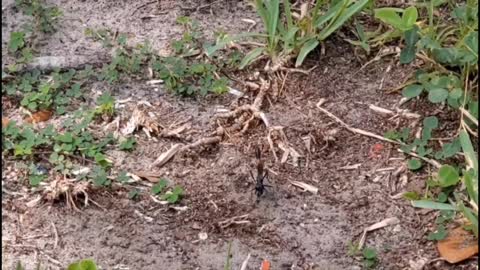 Ammophila Black Digger Wasp - Florida