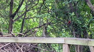 Cardinal Squirrel and a Blue Jay bully!