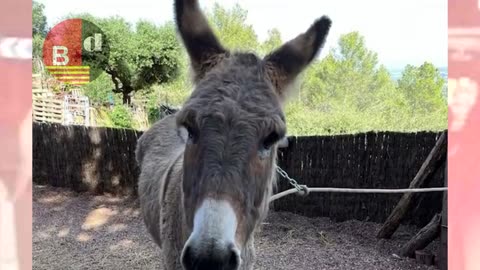 Denunciado por maltrato animal tras arrastrar a un asno con el coche