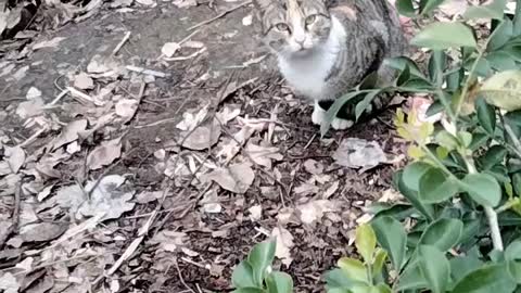 Cat🐈 Cute Video By Kingdom of Awais